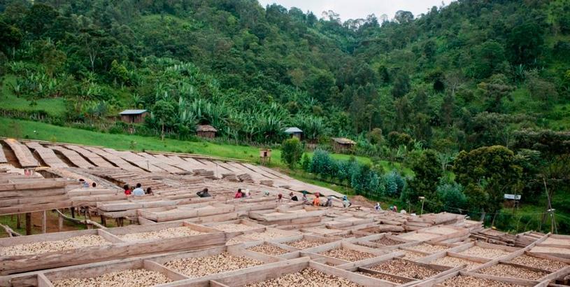 Ethiopia and the Story of Kaldi – One. More. Time.