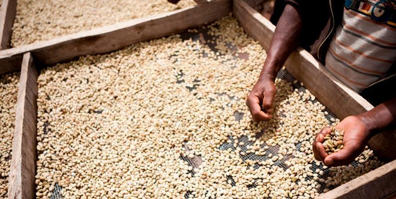 ethiopian coffee history