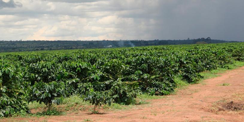 Zambia's Rise from the Smoke that Thunders: History of Zambian Coffee
