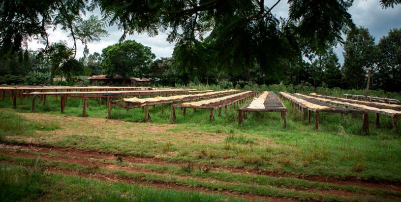 contract coffee roasters