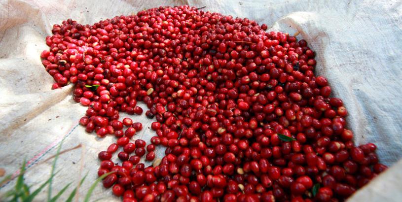 Sumatran Green Coffee