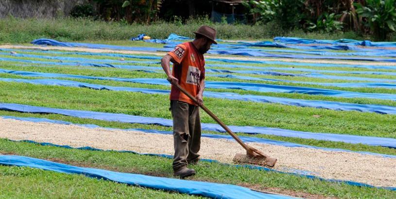 Papua New Guinea coffee