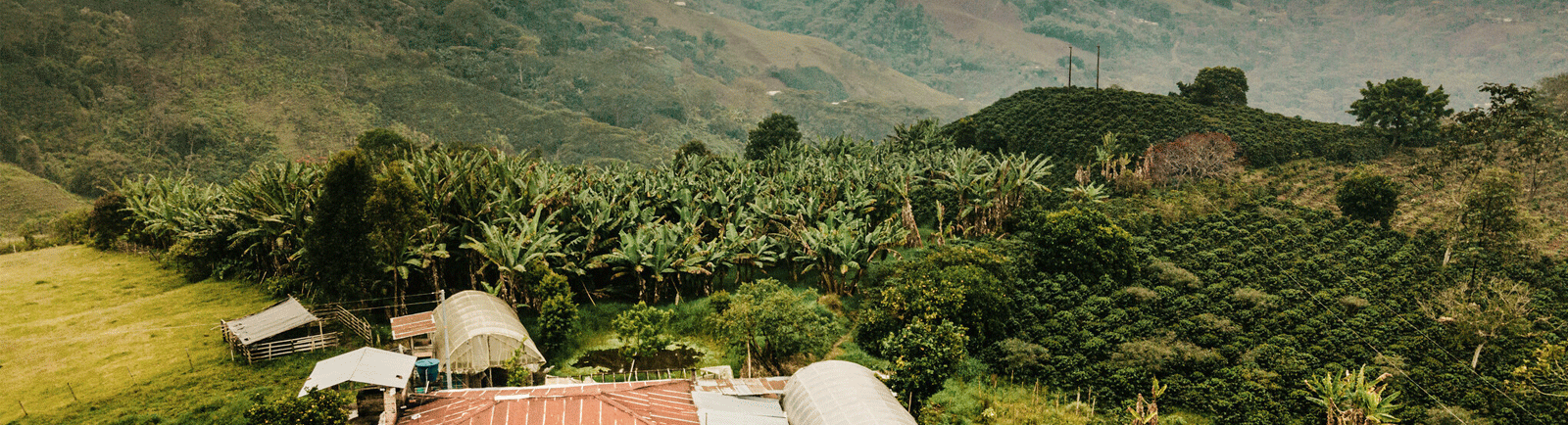 Colombia Timana