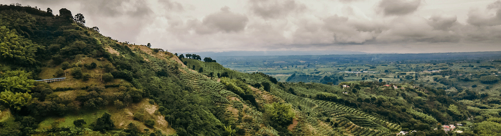 Colombian Green Coffee