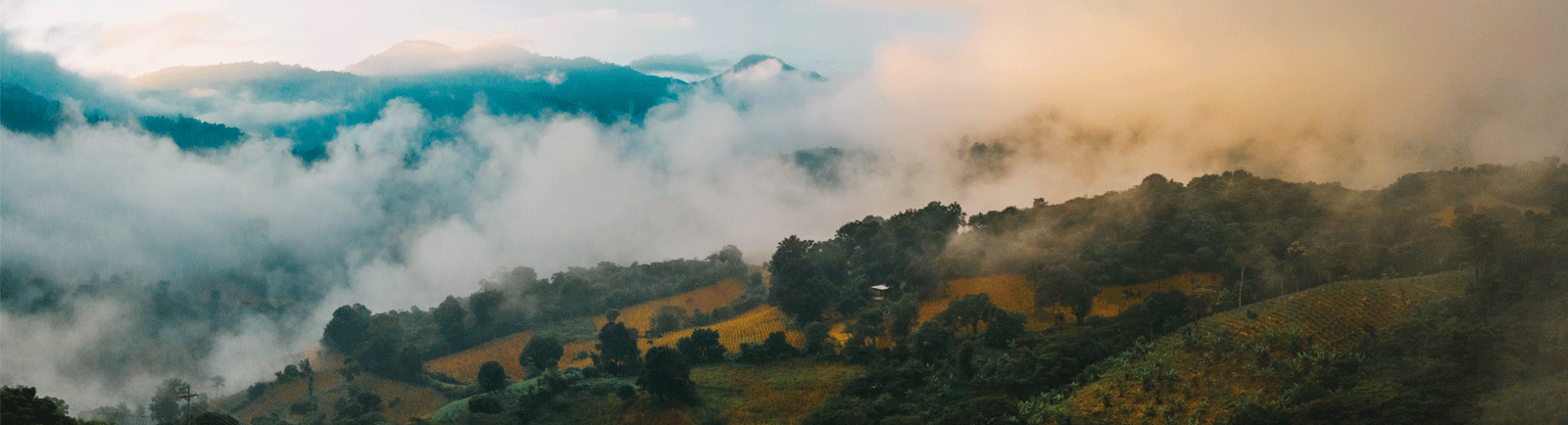 High Altitude Green Coffees