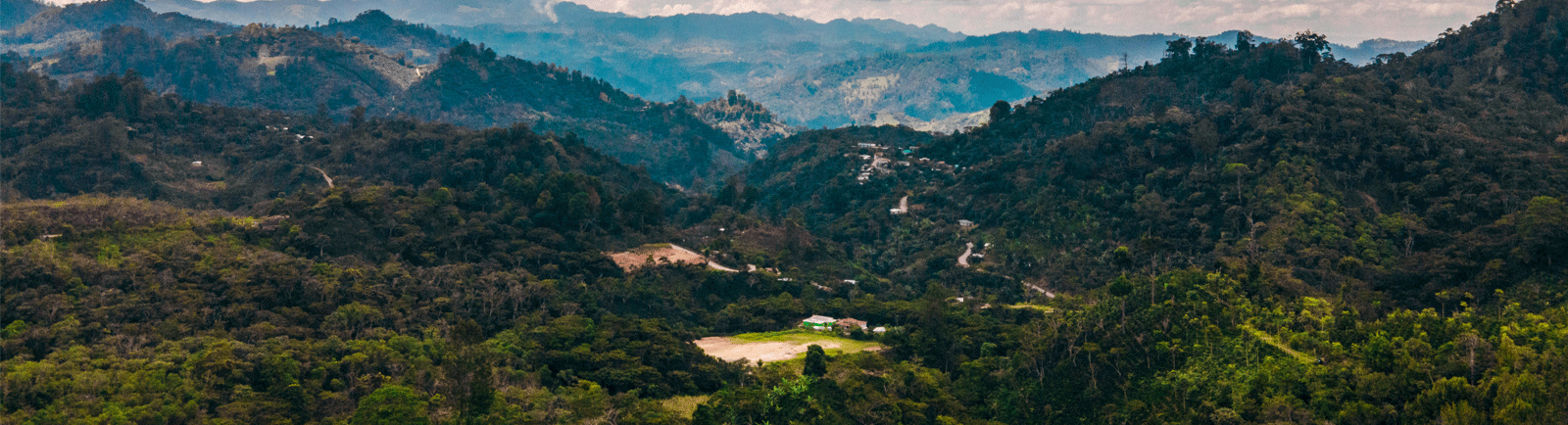 Honduran Green Coffee