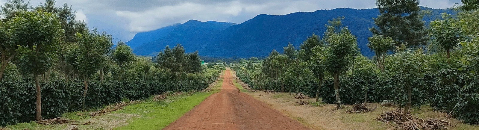 Laotian Green Coffee