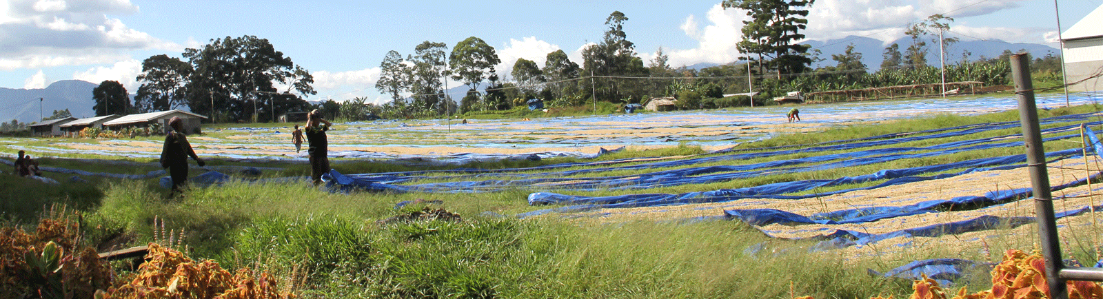 Papua New Guinea Green Coffee