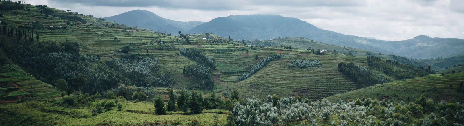 Rwandan Green Coffee