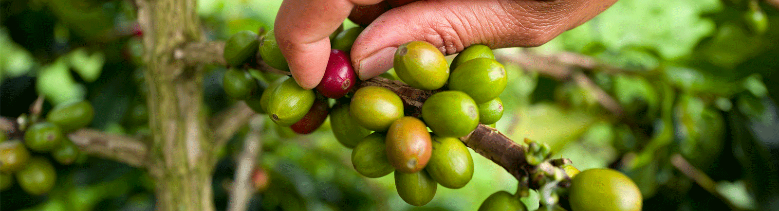 Sumatran Green Coffee