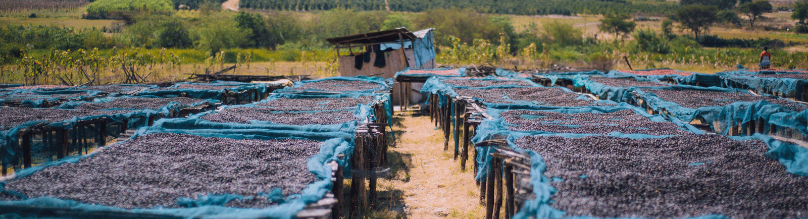 Tanzanian Green Coffee