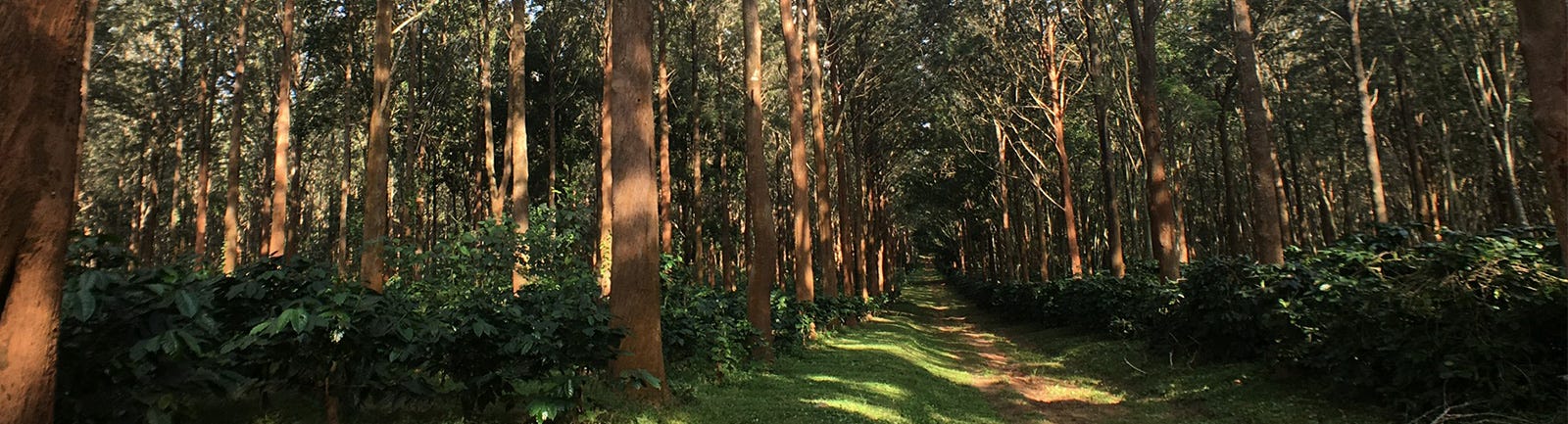 Myanmar Green Coffee