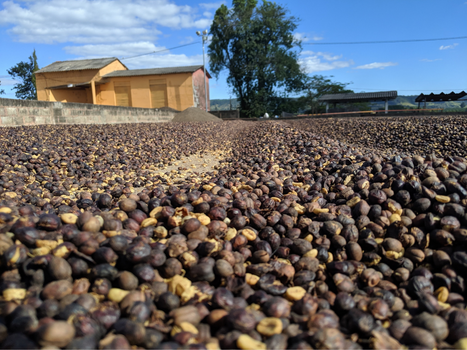 Robusta harvest advances in the main producer regions of Brazil