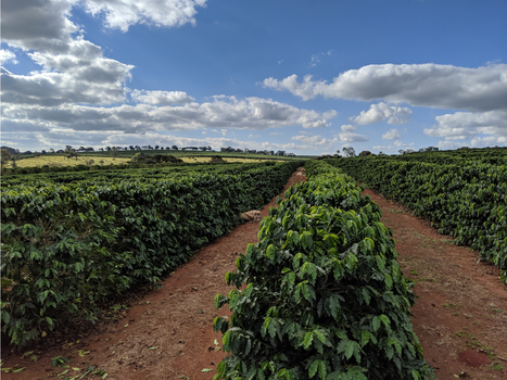 guaratinga, bahia, brazil - march 15, 2023: Conilon coffee